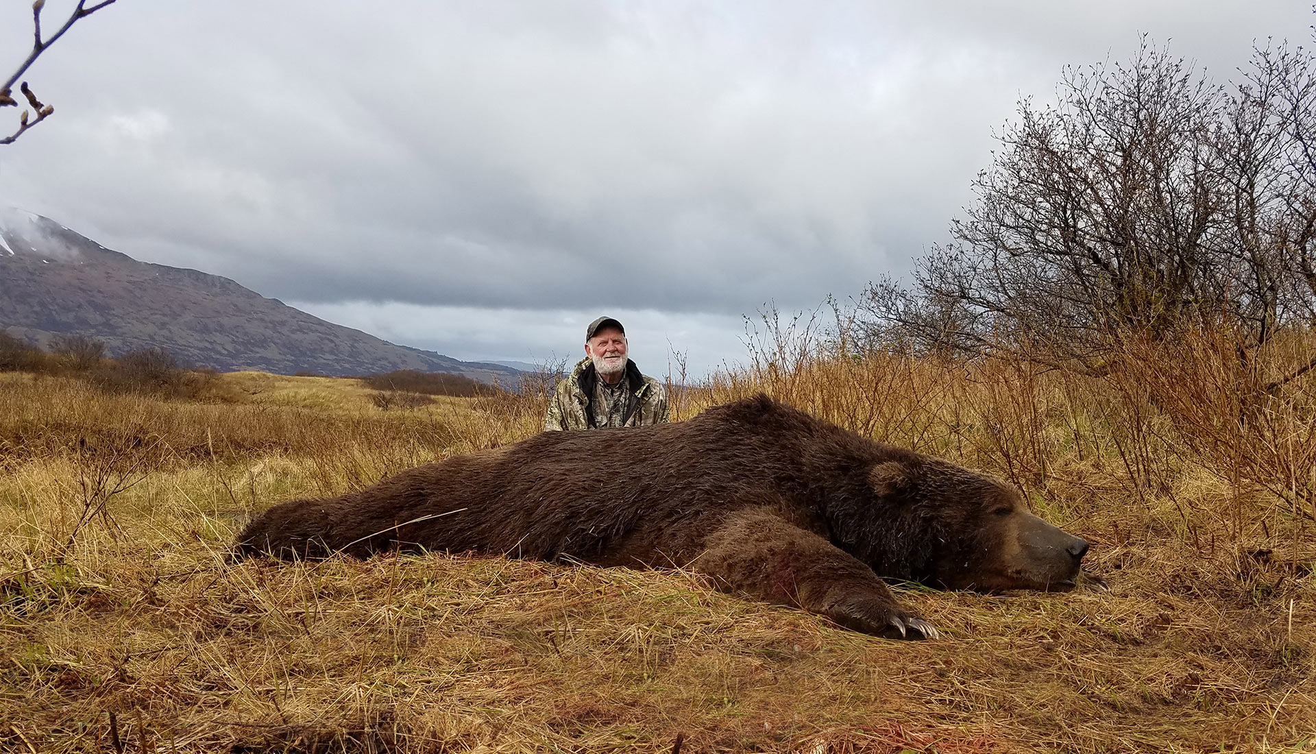 Kodiak Brown Bear